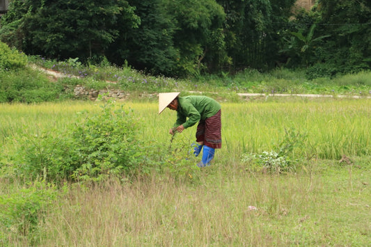 Écologie en Asie du Sud-Est : comprendre, agir et transmettre